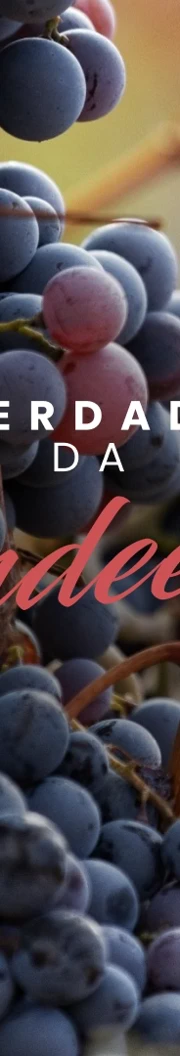 Where Wine Meets the Digital Experience